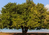 Una imagen referencial de un árbol de Tamarindo.