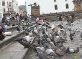 En sectores como la plaza San Francisco, las personas tienen la costumbre de alimentar a las palomas.
