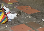 Un roedor junto a fundas de basura en la Bahía de Guayaquil.
