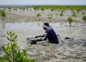 El manglar impulsa actividades económicas sostenibles vinculadas a la pesca, gastronomía, turismo ecológico y conservación ambiental.