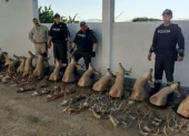 Entre los hallazgos constan 13 cabezas de venado exhibidas como trofeos, 92 cuernos, 44 elementos sueltos, 12 fragmentos y tres orejas de venado.
