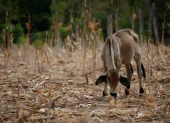 Una vaca en medio de un maizal árido, durante una sequía por el fenómeno de 'El Niño', en la Península de Azuero (Panamá).