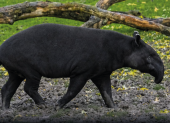 El tapir andino cumple un rol importante en la regeneración de los ecosistemas.