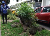 Técnicos de la UBA identificaron más de 50 madrigueras de ratas en el parterre central de la avenida República de El Salvador.