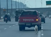 El animal corría tras una camioneta en la vía a Daule, un hecho que fue registrado en redes sociales y cuestionado por la ciudadanía, por el abandono del perro.
