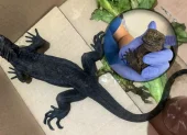 El ejemplar de la iguana marina de Galápagos fue rescatado y entregado el Ministerio de Ambiente y Energía (MAE).