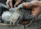 La iguana marina de Galápagos fue rescatada en una avenida del norte de Guayaquil.