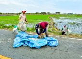 El conflicto en Ormuz elevó los precios de los fertilizantes. Productores arroceros advierten que, de tres aplicaciones requeridas por cultivo, ahora solo pueden costear una.
