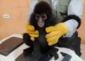 El Ministerio de Ambiente y Energía informó que el animal fue trasladado a un centro de conservación.