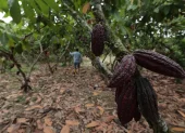 El cacao y sus elaborados registraron una caída de 59 % en valor exportado.