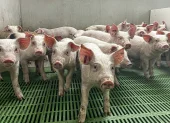 En la Unión Europea se mantiene el control por la peste porcina.