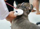 El Municipio de Guayaquil instala los microchips en las mascotas