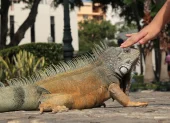 La herpetofauna es el conjunto de anfibios y reptiles.