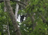 Mono aullador en la reserva Manglares Churute