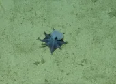 Una imagen del pulpo descubierto por investigadores. Es pequeño, casi del tamaño de una pelota de golf y de color azul.