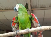 15 especies fueron rescatadas en operativos de control en Ecuador.