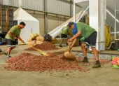 Cacao vuelve a superar los $4.000: el productor ecuatoriano podría recibir hasta $151 por quintal