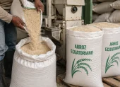 El Estado compra arroz directamente a los productores de Guayas y Los Ríos para sostener los precios durante la cosecha de invierno