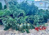 Además de la plantación de marihuana, en la vivienda se almacenaban semillas y sustancias en grandes frascos.