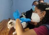 Personal de la Dirección de Protección de los Derechos de los Animales del Municipio de Guayaquil revisó a los animales que habrían sido afectados por el ataque con químicos.