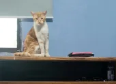 Personal municipal revisó a los gatos que habrían sido afectados por el ataque de un residente en la ciudadela Huancavilca, en el sur de Guayaquil.