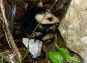 Una zarigüeya fue encontrada en una vivienda del norte de Guayaquil y devuelta a su hábitat por personal especializado.