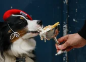 Marley, un perro pastor americano miniatura, come una "Vip Pup Cup" en la cafetería para perros "Le Bone Appart" en París el 7 de mayo de 2026.