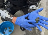 Tortugas rescatadas por la Policía Nacional