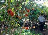 Productores esperan el pronunciamiento de la autoridad fitosanitaria sobre las acciones de mitigación y socialización ante la Xylella fastidiosa