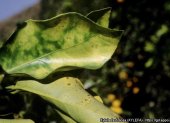 En zonas productivas de Perú la subespecie pauca de la Xylella se establece de manera significativa en cultivos de café, cítricos, frutales del género Prunus y olivos.