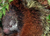 Ejemplar de puercoespín entre la vegetación del Parque Nacional Sangay, donde se reportó el hallazgo de una nueva especie en Ecuador.