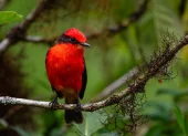 El pájaro Brujo sobrevive dentro de unas diecinueve hectáreas del bosque de Scalesia.