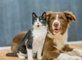 Un gato y un perro juntos, en referencia a la tecnología PettiChat que busca traducir el lenguaje de las mascotas.
