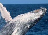 Fotografía cedida por Pacific Whale Foundation / Palo Santo Travel que muestra el salto de una Ballena Jorobada.