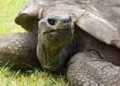 Jonathan es oficialmente reconocido por el Guinness World Records como el animal terrestre vivo más longevo del planeta