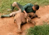 Joshua Aribasoye prepara leche infantil para Agbaibor, una cría de elefante de bosque que apenas le llega por encima de las rodillas, rescatada tras ser encontrada sola.