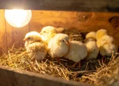 Investigadores estudian cómo se comporta la luz dentro de los huevos para obtener información sobre el desarrollo embrionario sin romper la cáscara.