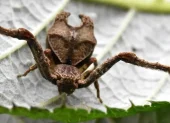 Las especies identificadas son Sidymella ayahuma y Sidymella malefica, ambas con características morfológicas particulares.