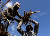 Fotografía del 3 de junio de 2026 de haitianos trabajando en una plantación de caña de azúcar en El Seibo (República Dominicana).