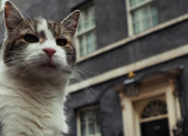 El gato Larry es una celebridad en Reino Unido. Tiene 19 años.