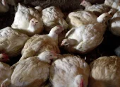 Aves en un corral que son controladas por lagripe aviar.