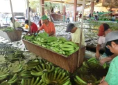 Europa compra más banano ecuatoriano y EE.UU. reduce pedidos.