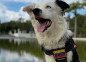 Tsunami, perro rescatista identificado con la bandera de Venezuela, participa en las labores de búsqueda tras los terremotos.