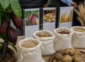 Variedades mejoradas de cacao, papa y trigo buscan elevar el rendimiento agrícola y reducir los ciclos de cultivo.