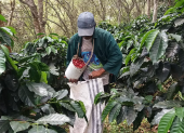 Café. Este cultivo es el sustento para cientos de familias del sur del país, hoy en alerta debido a la bacteria.