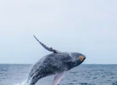 Avistamiento de ballenas jorobadas en la ciudad de Esmeraldas.