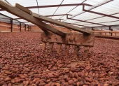 Los nuevos grupos de cacao podrían producir granos de alta calidad y excelente sabor (foto referencial).