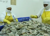 Las autoridades chinas argumentan supuestos hallazgos de mancha blanca y residuos de metabisulfito de sodio en ciertos embarques.