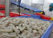 La CNA afirmó que las exportaciones de camarón hacia China continúan, pese a las restricciones aplicadas a 14 empresas.