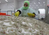 El camarón ecuatoriano enfrenta controles sanitarios en China